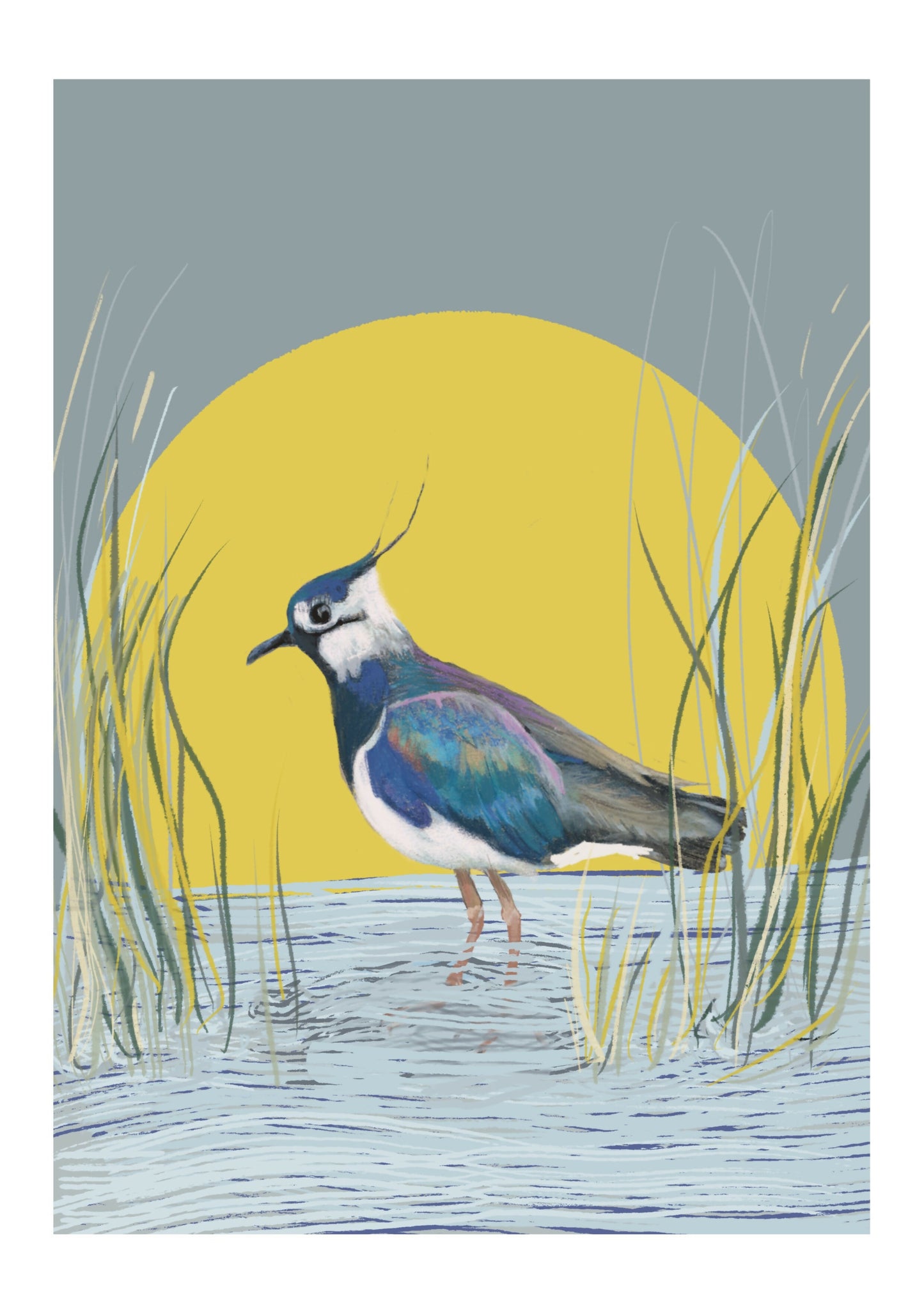 Bird Art - Lapwing